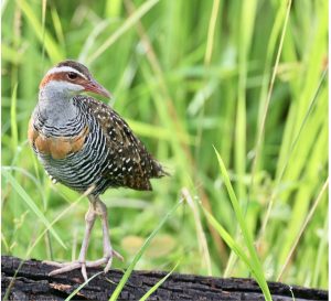 Buff-banded Rail, 红眼斑秧鸡, Hypotaenidia philippensis-gallery-