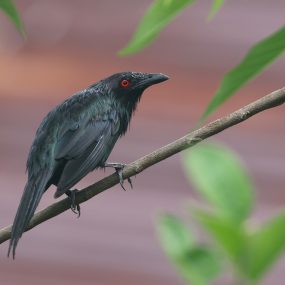 Metallic Starling, 群辉椋鸟, Aplonis metallica-gallery-