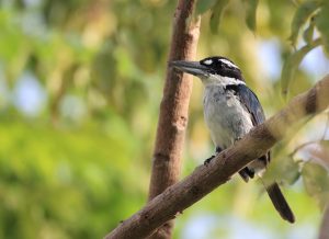 Sombre Kingfisher, 淡黑翡翠, Todiramphus funebris-gallery-