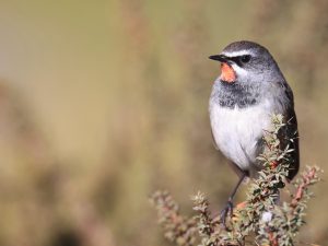 Chinese Rubythroat-gallery-