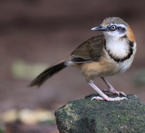 Lesser Necklaced Laughingthrush, 小黑领噪鹛, Garrulax monileger-gallery-