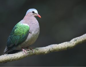 Common Emerald Dove, 绿翅金鸠, Chalcophaps indica-gallery-