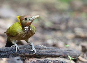 Greater Yellownape, 大黄冠啄木鸟, Chrysophlegma flavinucha-gallery-