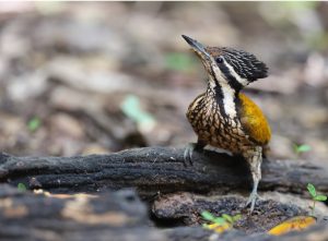 Common Flameback, 金背三趾啄木鸟, Dinopium javanense-gallery-