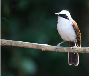 White-crested Laughingthrush, 白冠噪鹛, Garrulax leucolophus-gallery-