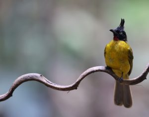 Black-crested Bulbul, 黑冠黄鹎, Pycnonotus flaviventris-gallery-