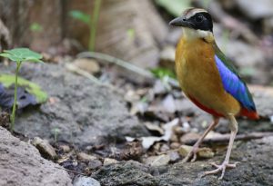 Blue-winged Pitta, 蓝翅八色鸫, Pitta moluccensis-gallery-