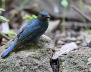 Asian Fairy Bluebird, 和平鸟, Irena puella-gallery-