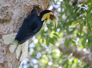 Wreathed Hornbill, 花冠皱盔犀鸟, Rhyticeros undulatus-gallery-