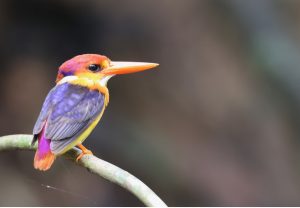 Black-backed Dwarf Kingfisher, 三趾翠鸟, Ceyx erithaca-gallery-