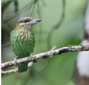 Green-eared Barbet, 黄纹拟啄木鸟, Psilopogon faiostrictus-gallery-