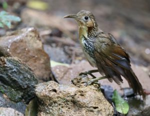 Large Scimitar Babbler, 长嘴钩嘴鹛, Pomatorhinus hypoleucos-gallery-