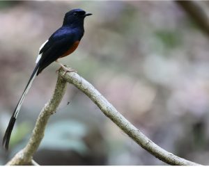 White-rumped Shama, 白腰鹊鸲, Copsychus malabaricus-gallery-