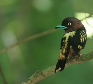 Banded Broadbill, 带斑阔嘴鸟, Eurylaimus javanicus-gallery-