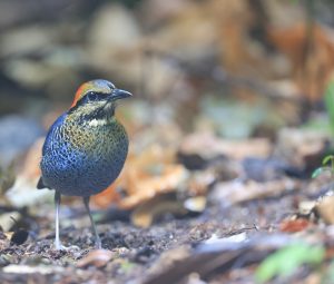 Blue Pitta, 蓝八色鸫, Hydrornis cyaneus-gallery-