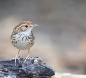 Puff-throated Babbler, 棕头幽鹛, Pellorneum ruficeps-gallery-