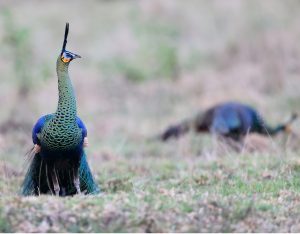 Green Peafowl, 绿孔雀, Pavo muticus-gallery-