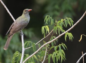 Timor Oriole-gallery-