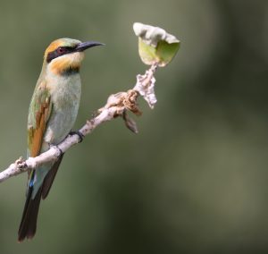 Rainbow Bee-eater, 彩虹蜂虎, Merops ornatus-gallery-