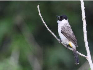 Sooty-headed Bulbul, 白喉红臀鹎, Pycnonotus aurigaster-gallery-