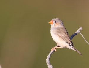 Sunda Zebra Finch, 斑胸草雀, Taeniopygia guttata-gallery-