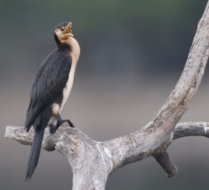 Little Pied Cormorant, 小斑鸬鹚, Microcarbo melanoleucos-gallery-