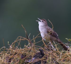 Tawny Grassbird, 棕顶大尾莺, Cincloramphus timoriensis-gallery-