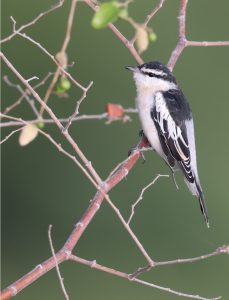 White-shouldered Triller, 白肩鸣鹃鵙, Lalage sueurii-gallery-