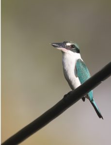 Collared Kingfisher, 白领翡翠, Todiramphus chloris-gallery-