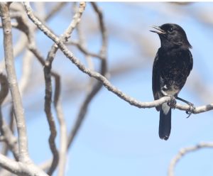 Pied Bush Chat, 白斑黑石䳭, Saxicola caprata-gallery-