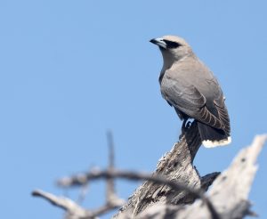 Black-faced Woodswallow, 黑脸燕鵙, Artamus cinereus-gallery-