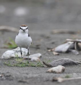 Red-capped Plover, 红顶鸻, Charadrius ruficapillus-gallery-