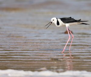 Pied Stilt, 澳洲长脚鹬, Himantopus leucocephalus-gallery-