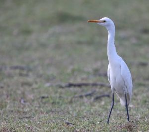 Eastern Cattle Egret, 牛背鹭, Bubulcus coromandus-gallery-