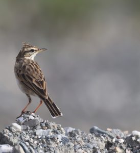 Paddyfield Pipit, 田鹨, Anthus rufulus-gallery-