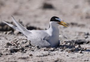 Little Tern, 白额燕鸥, Sternula albifrons-gallery-