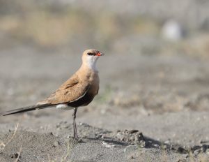 Australian Pratincole, 澳洲燕鸻, Stiltia isabella-gallery-