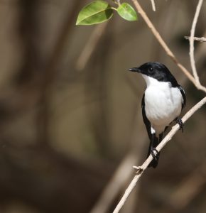 White-bellied Bush Chat, 帝汶林䳭, Saxicola gutturalis-gallery-