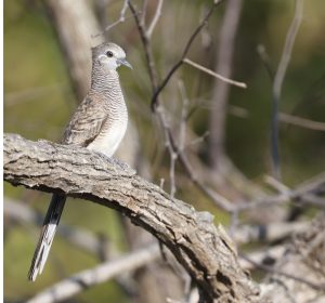 Barred Dove, 帝汶姬地鸠, Geopelia maugeus-gallery-