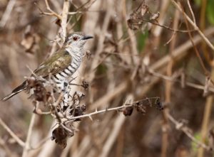 Little Bronze Cuckoo, 棕胸金鹃, Chrysococcyx minutillus-gallery-