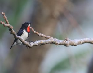 Red-chested Flowerpecker, 蓝颊啄花鸟, Dicaeum maugei-gallery-