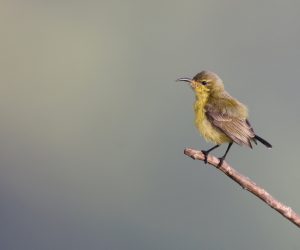 Flame-breasted Sunbird, 帝汶花蜜鸟, Cinnyris solaris-gallery-