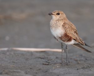 Australian Pratincole, 澳洲燕鸻, Stiltia isabella-gallery-