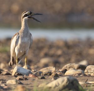 Beach Stone Curlew, 石鸻, Esacus magnirostris-gallery-