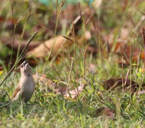 Scaly-breasted Munia, 斑文鸟, Lonchura punctulata-gallery-