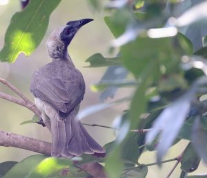 Helmeted Friarbird, 盔吮蜜鸟, Philemon buceroides-gallery-