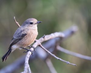 White-bellied Bush Chat, 帝汶林䳭, Saxicola gutturalis-gallery-