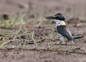 Collared Kingfisher, 白领翡翠, Todiramphus chloris-gallery-