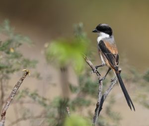 Long-tailed Shrike, 棕背伯劳, Lanius schach-gallery-