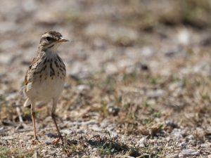 Paddyfield Pipit, 田鹨, Anthus rufulus-gallery-